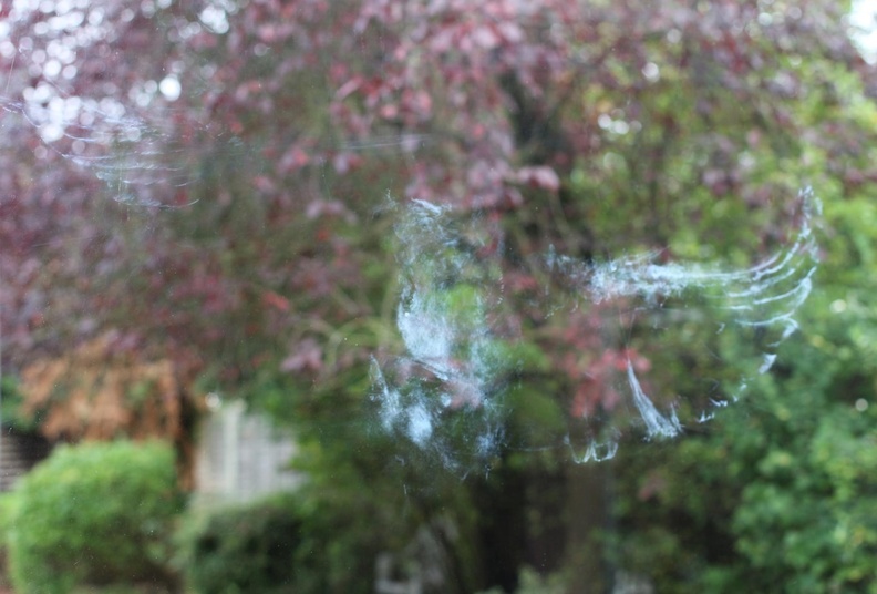 Bird imprint on glass
