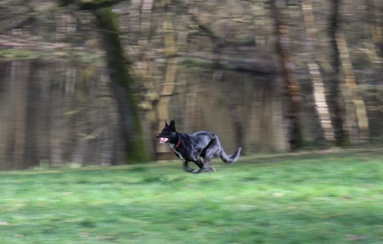 Panning for dog