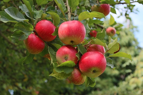 Apples (HDR)