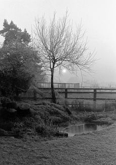 Pond & tree over farmland