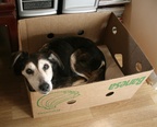 Boxed dog